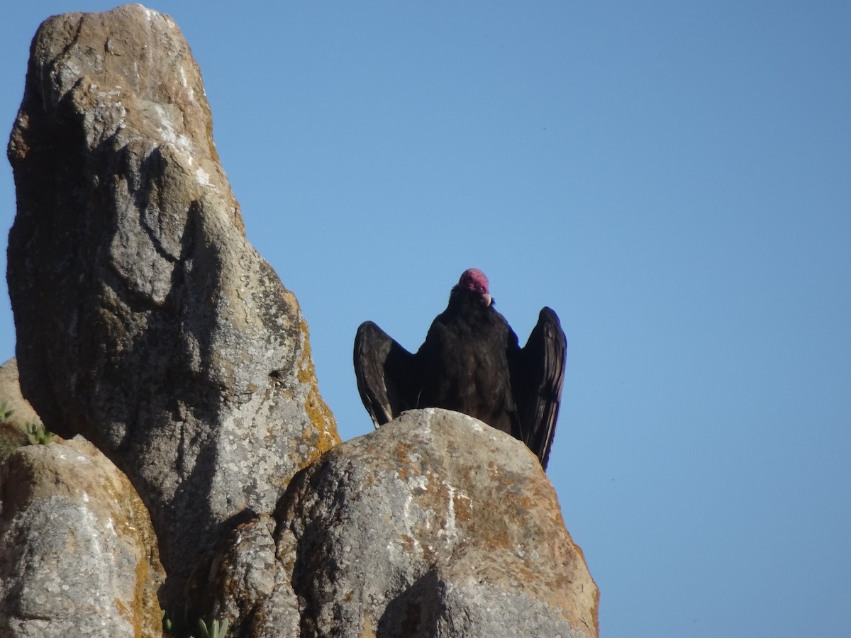 Turkey Vulture - ML286192621