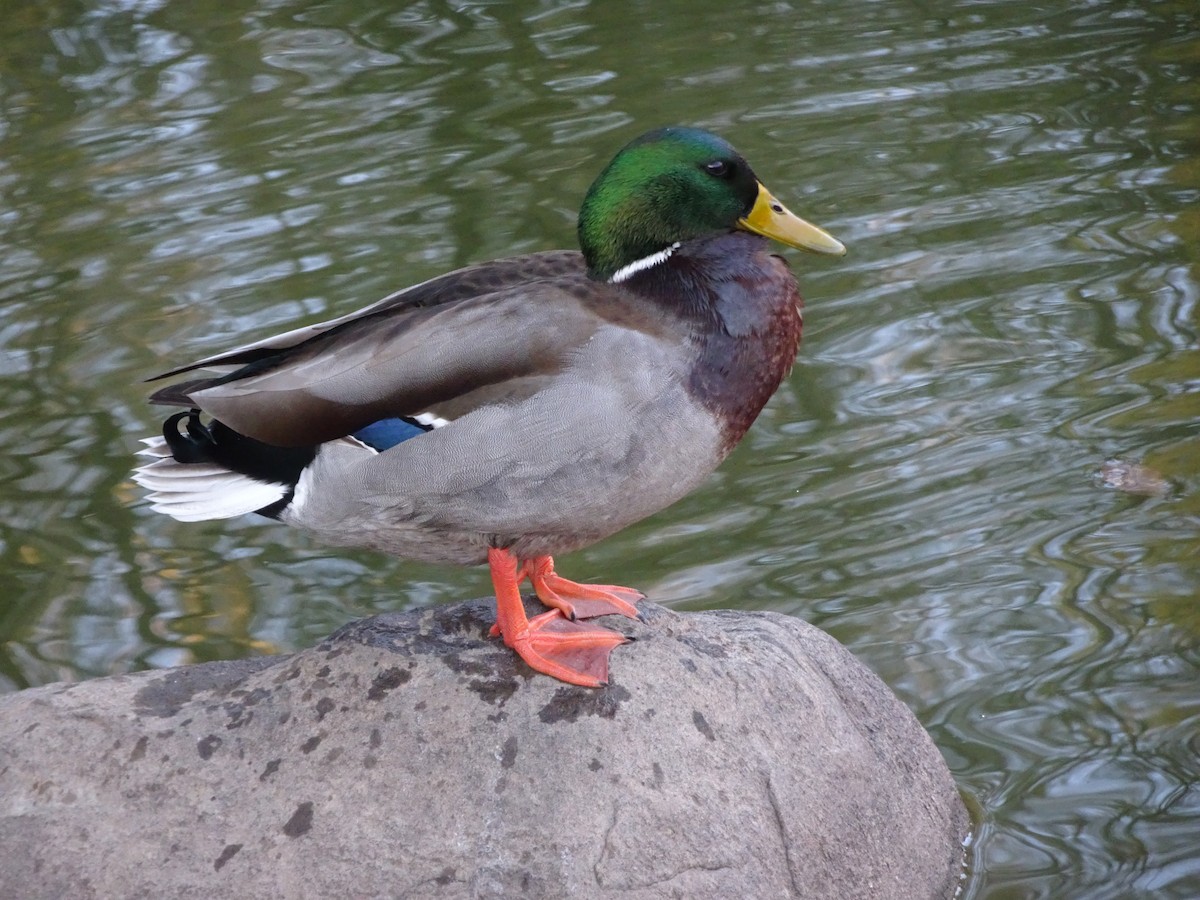 Canard colvert - ML286192931