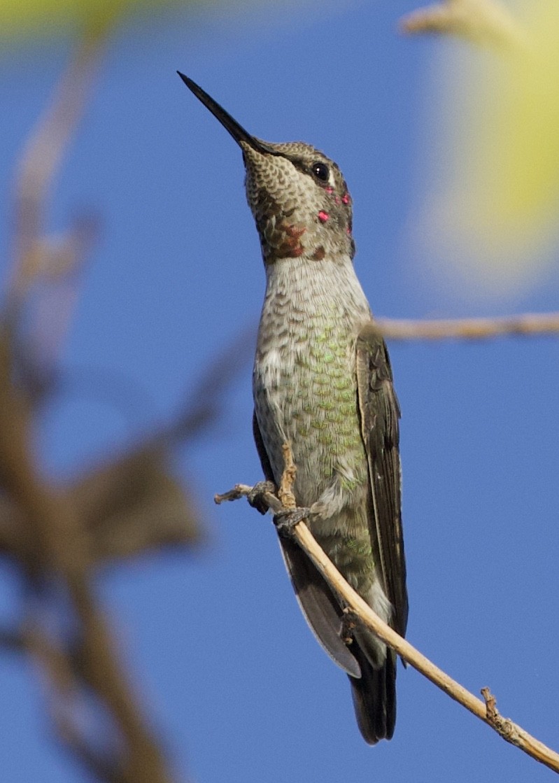 Anna's Hummingbird - RJ Baltierra