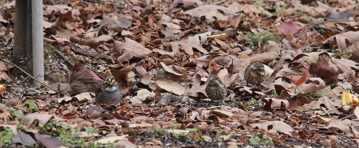 Purple Finch - ML286196411