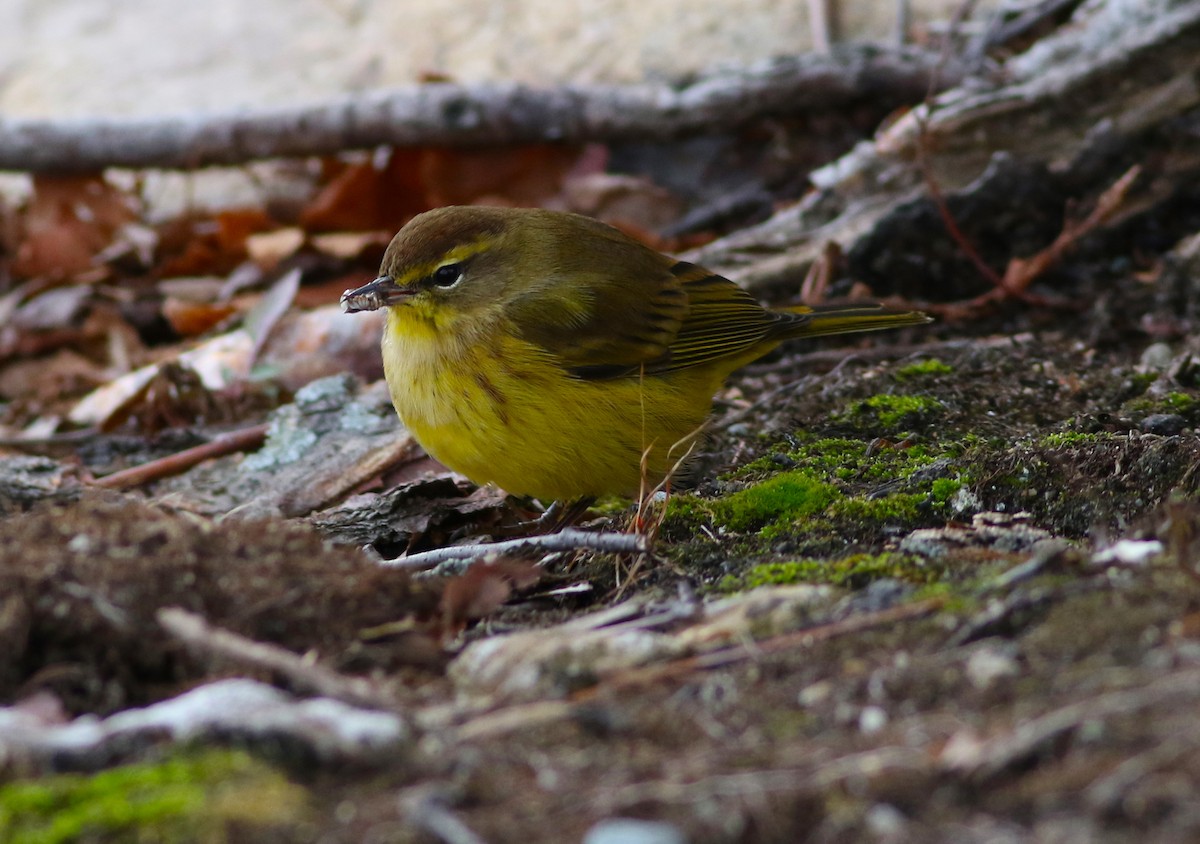 Palm Warbler - ML286196841