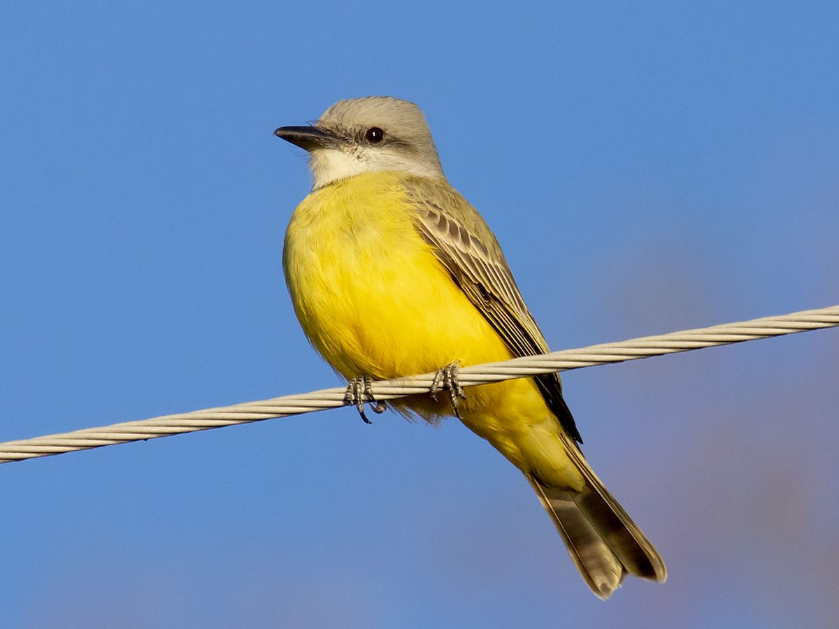 Tropical Kingbird - Delos McCauley