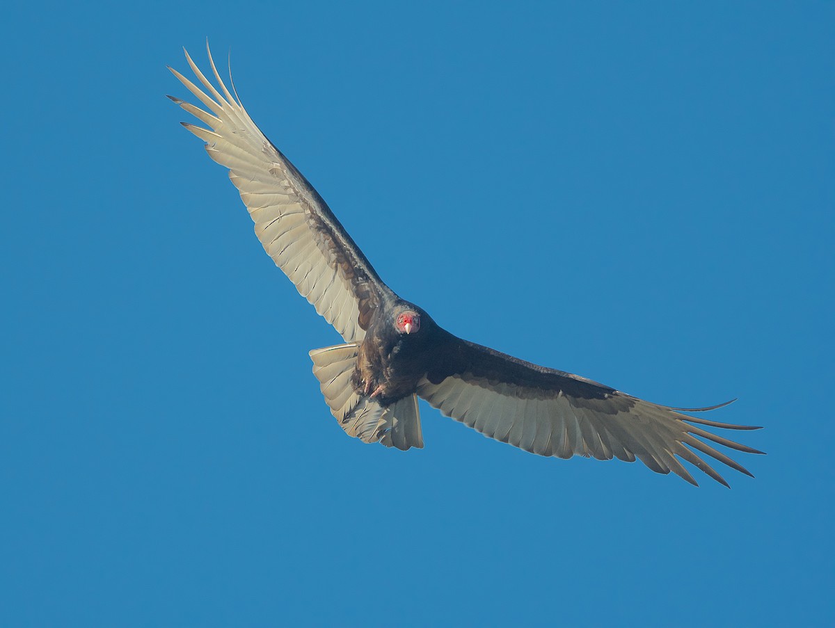 Turkey Vulture - ML286198561