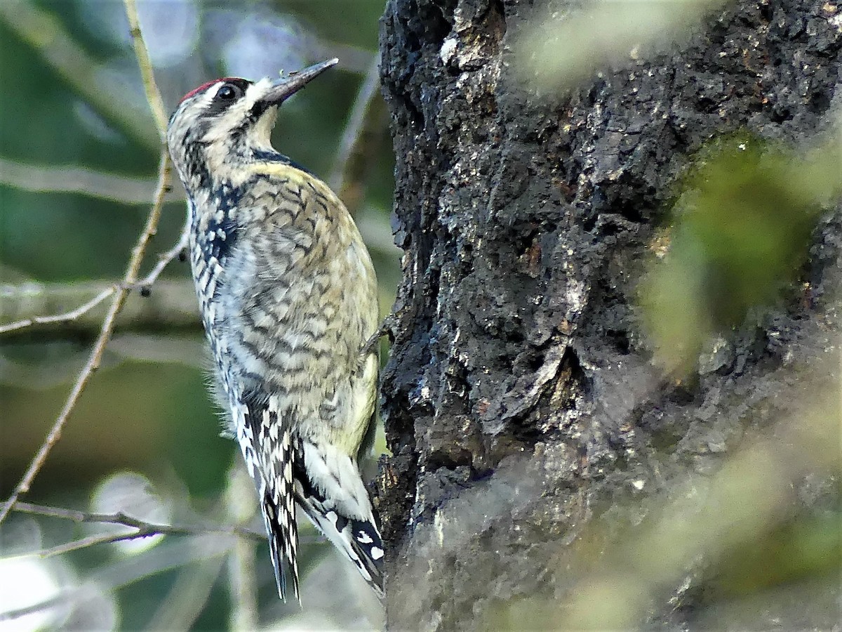 Yellow-bellied Sapsucker - ML286201071