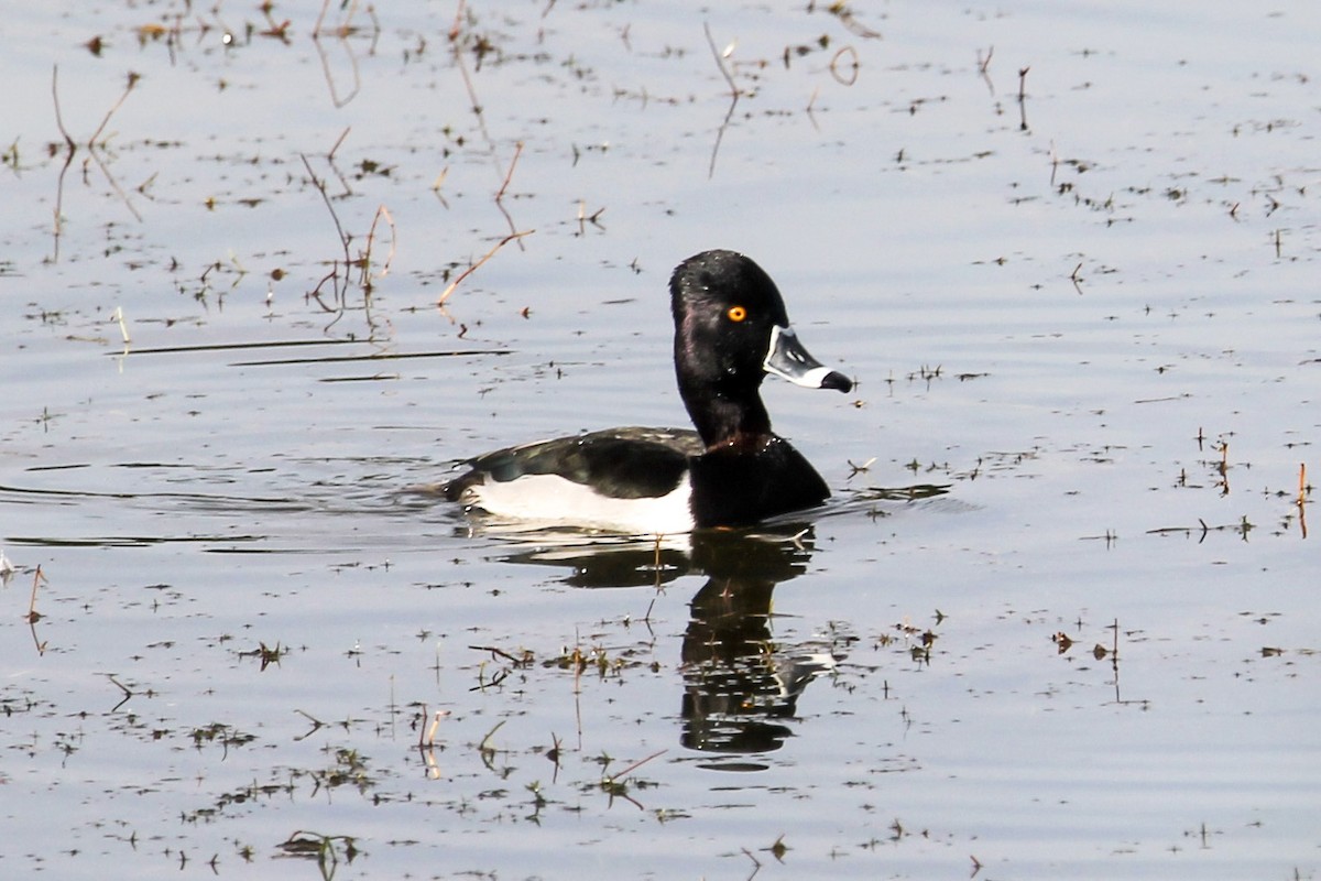 Ring-necked Duck - ML286201241