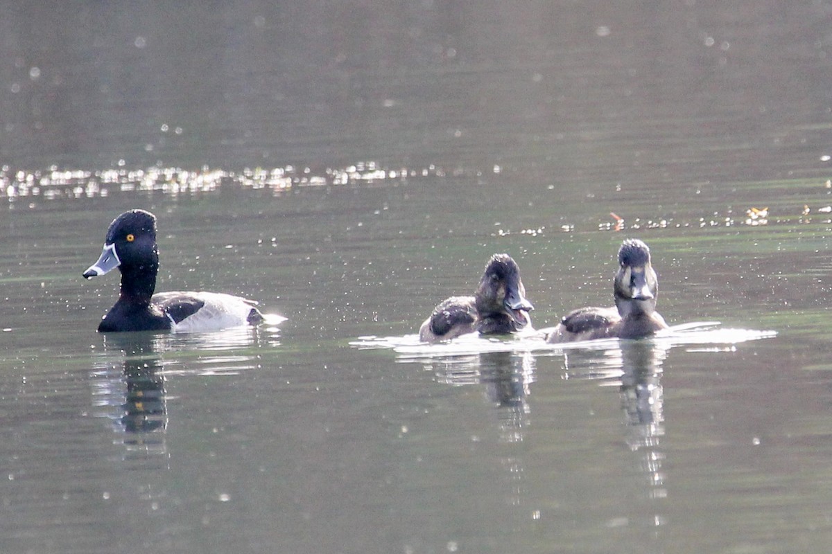 Ring-necked Duck - ML286201251