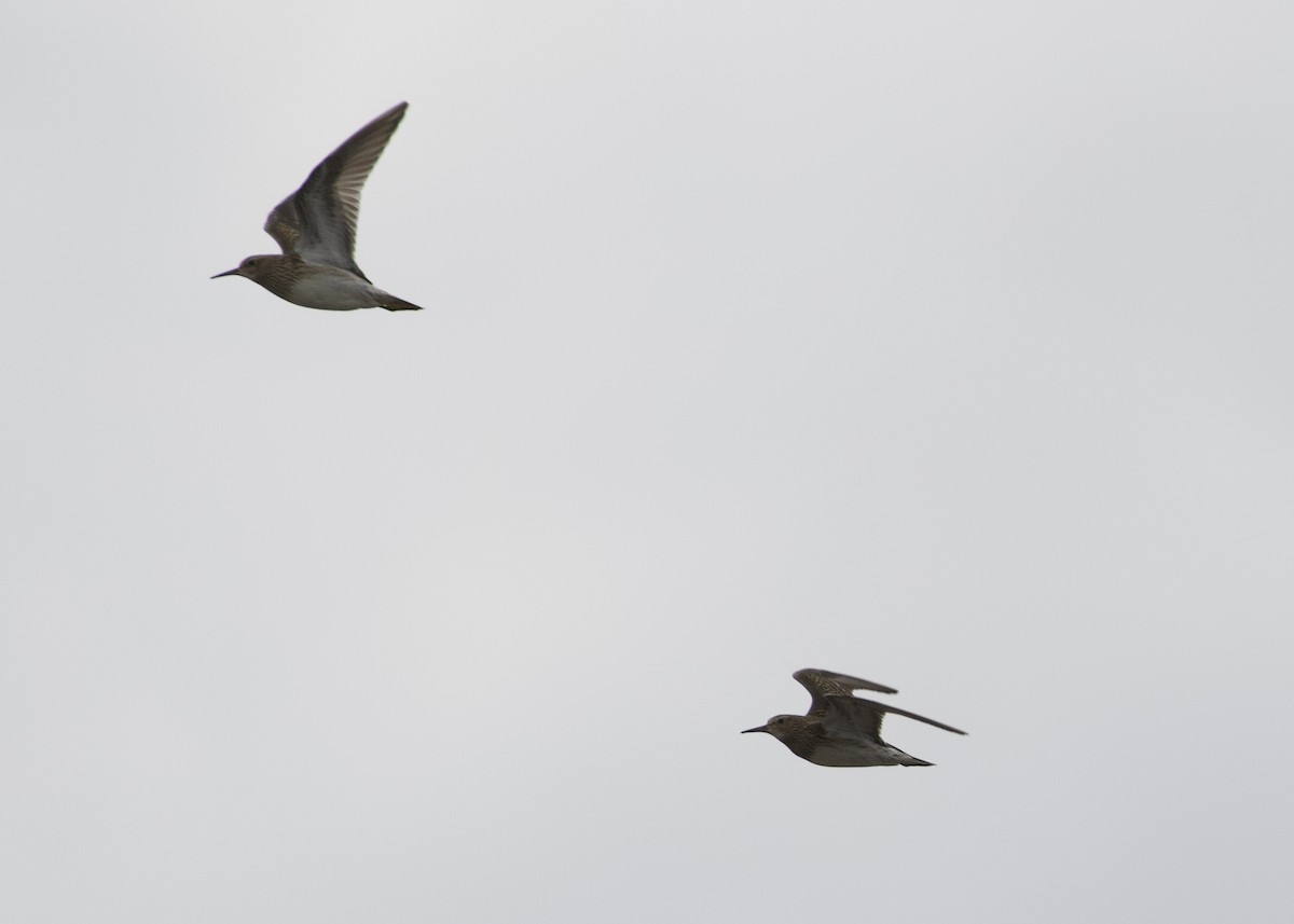 Pectoral Sandpiper - RJ Baltierra