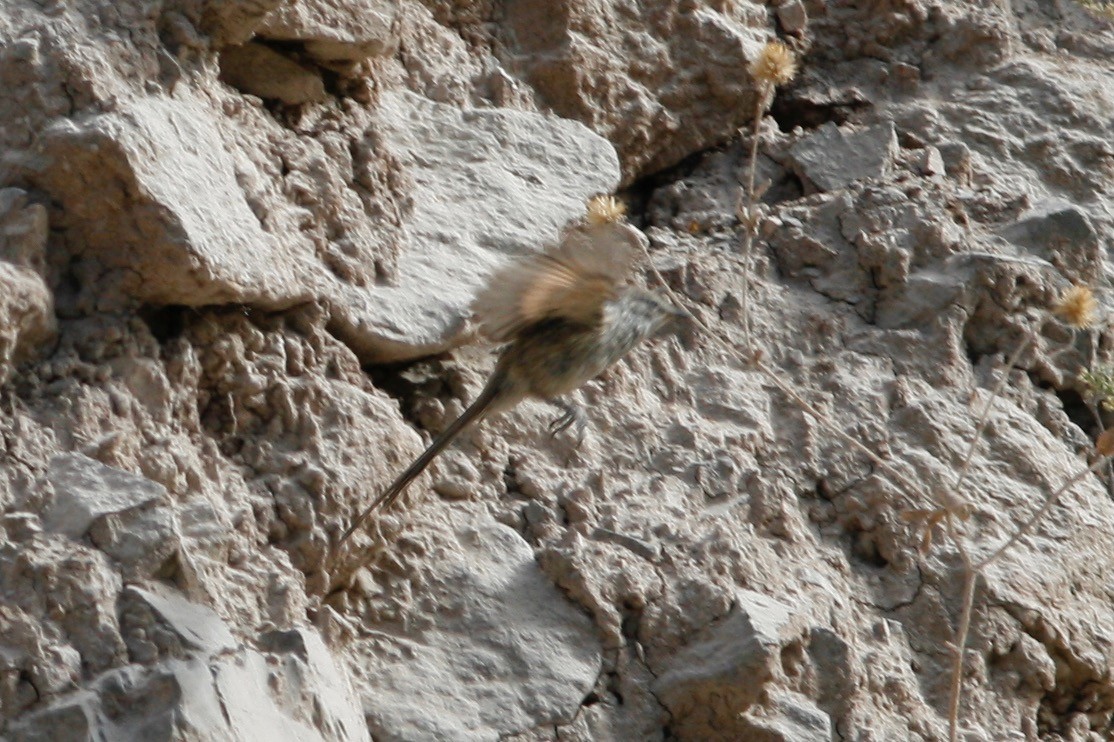 Streaked Tit-Spinetail - Oscar Johnson