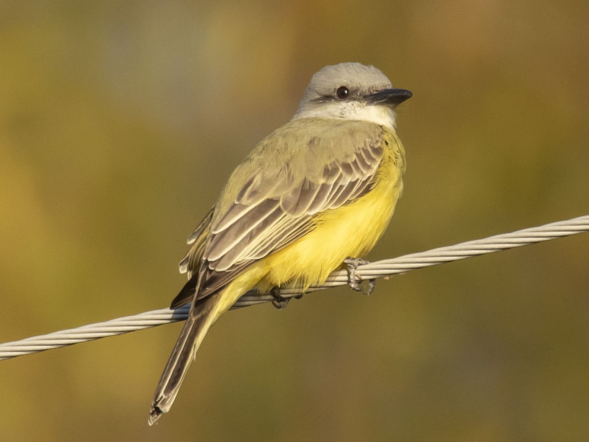 Tropical Kingbird - Delos McCauley