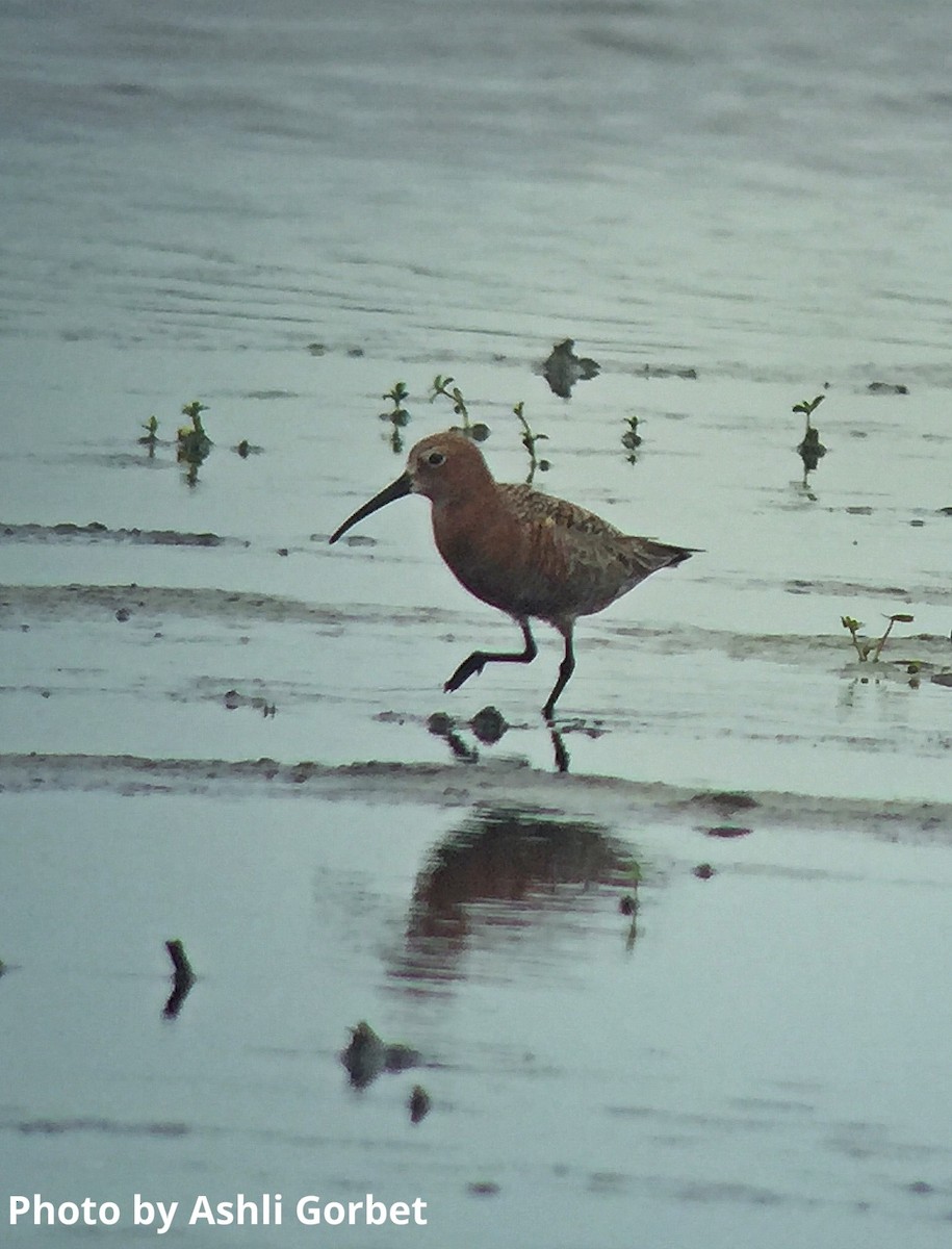 Curlew Sandpiper - Asher Gorbet