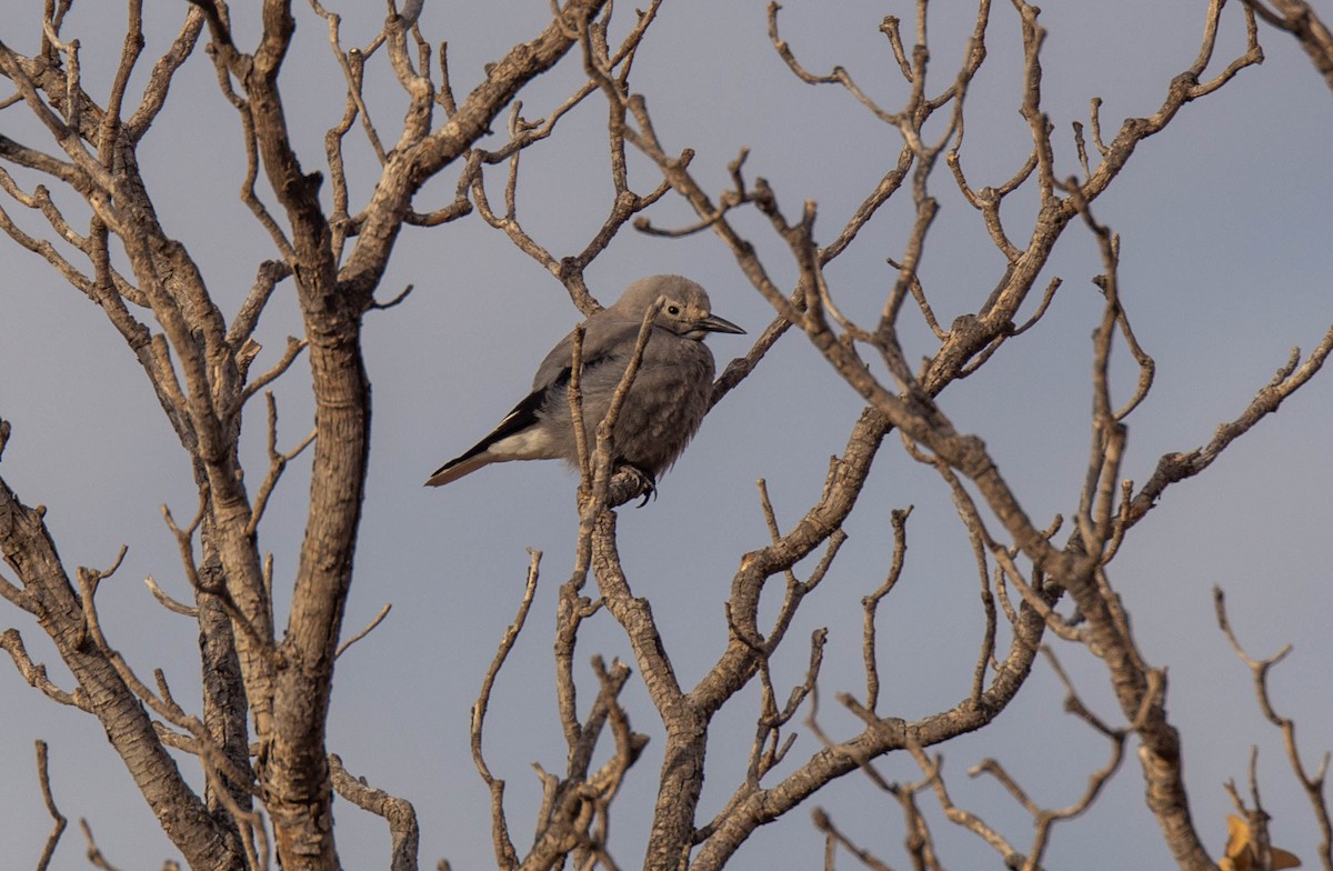 Clark's Nutcracker - ML286205771