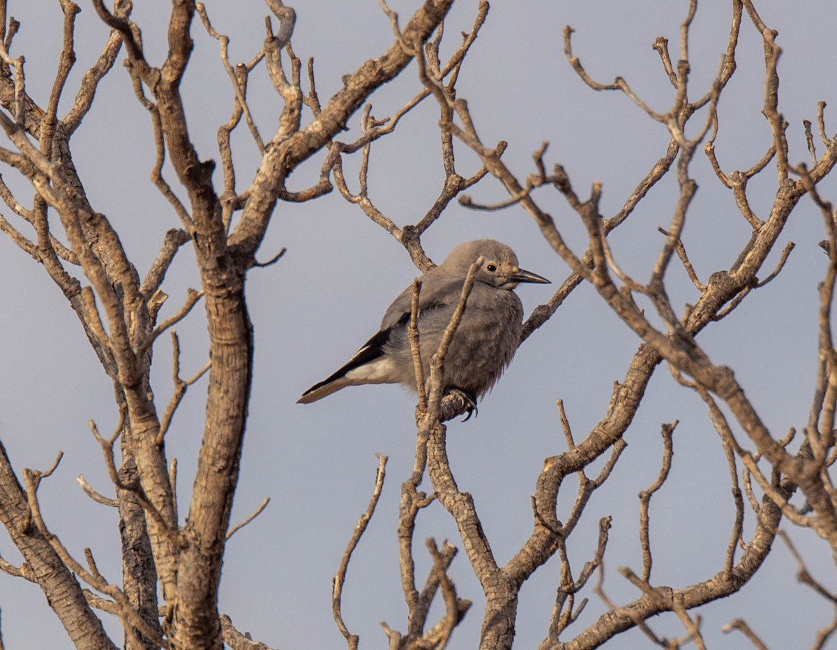 Clark's Nutcracker - ML286205901