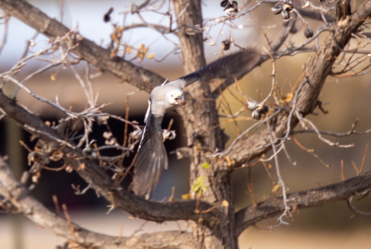 Clark's Nutcracker - ML286205991