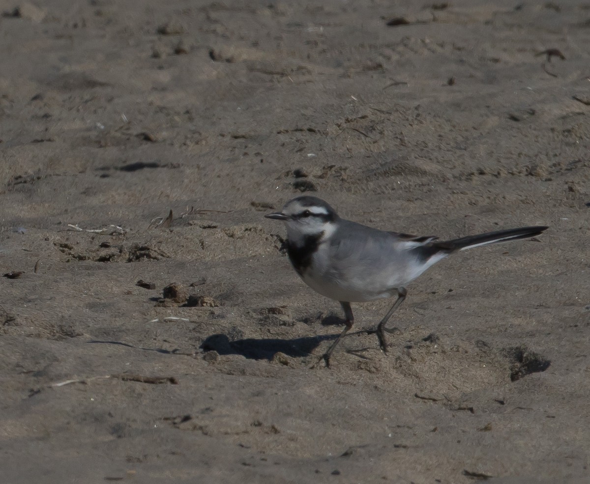 White Wagtail (Black-backed) - Willie Hall