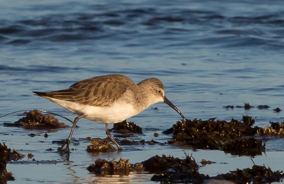 Curlew Sandpiper - ML286207571