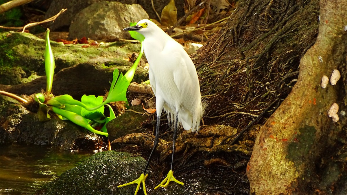 Snowy Egret - ML28620861