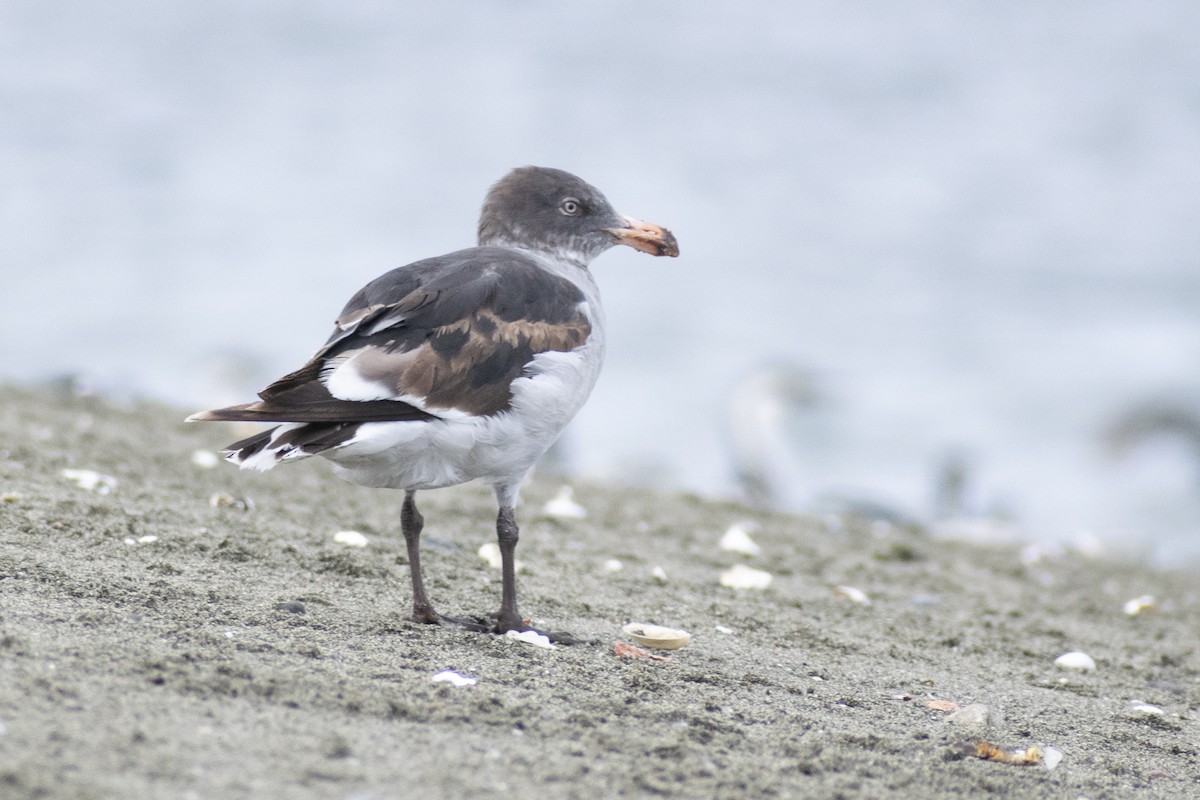 Gaviota Patagona - ML286210641