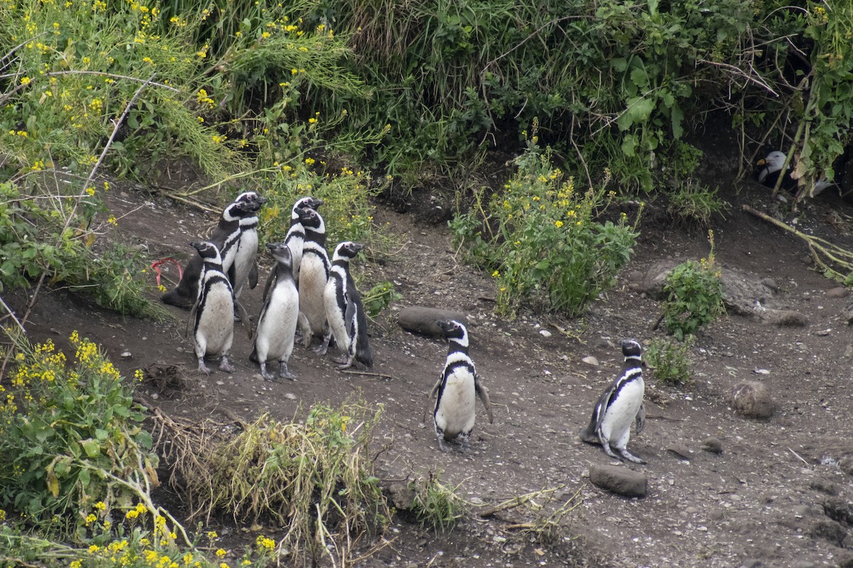 Pingüino Magallánico - ML286211101