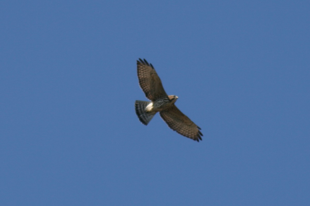 Broad-winged Hawk - ML286212691