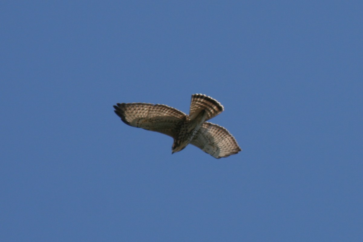 Broad-winged Hawk - ML286212701