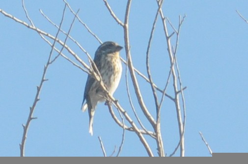 Purple Finch - ML286212931