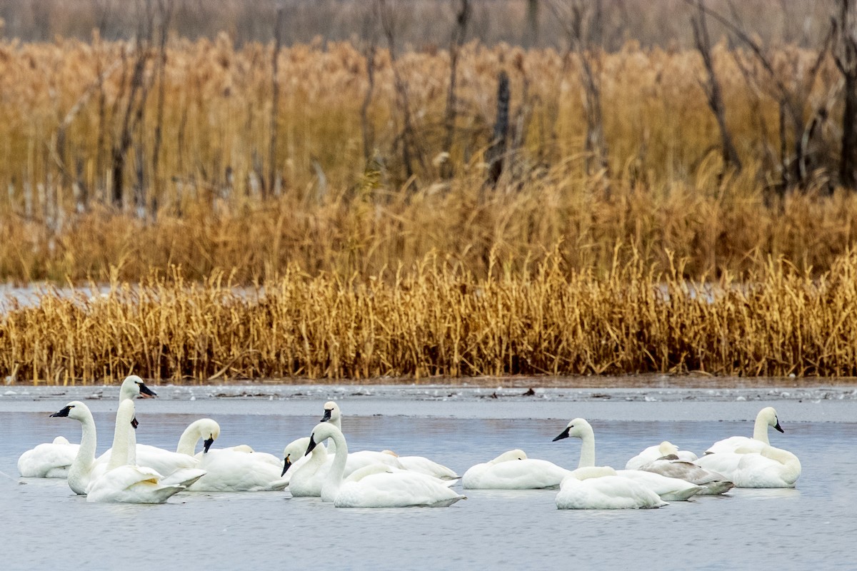 Tundra Swan - Sherman Garnett