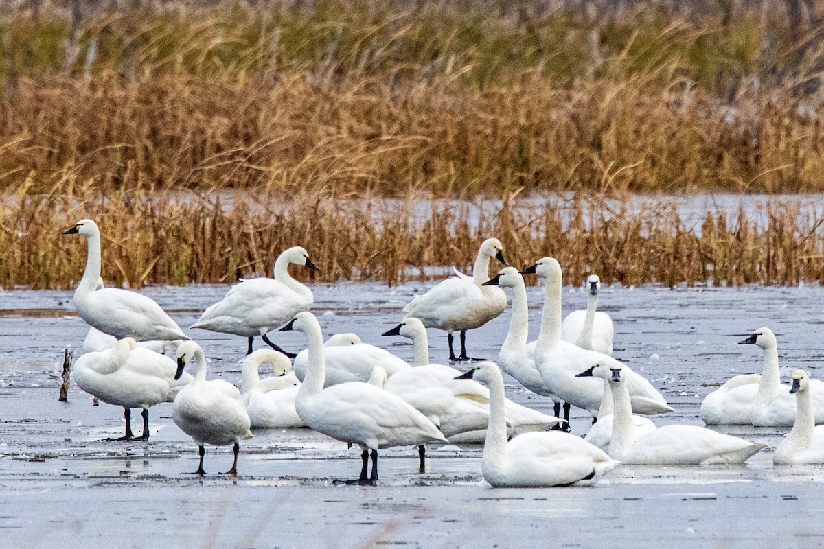 Tundra Swan - ML286214031