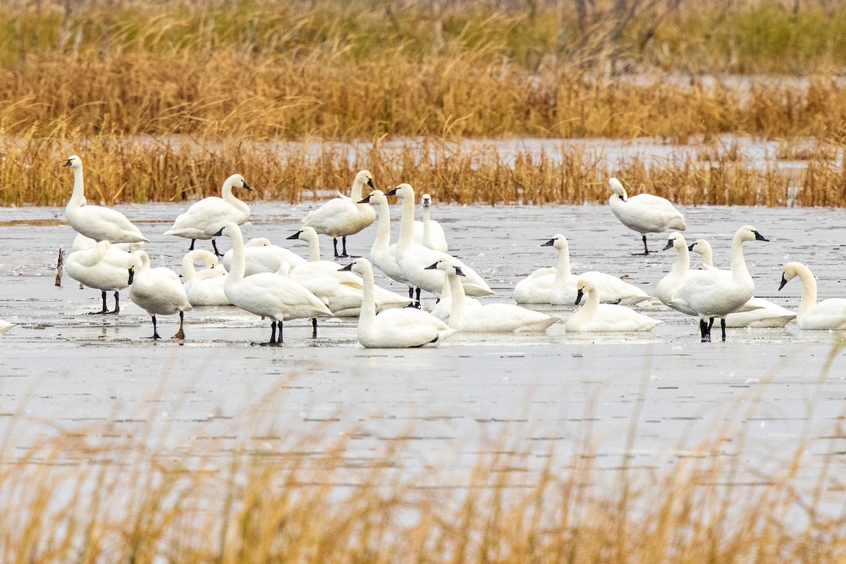 Tundra Swan - ML286214071