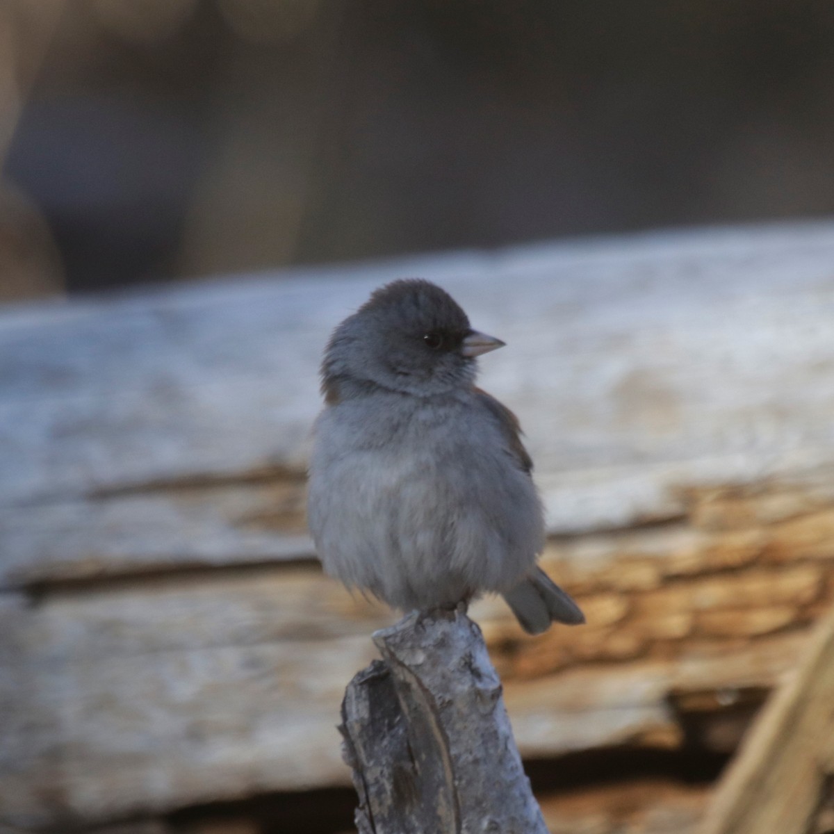 Junco ardoisé (caniceps) - ML286215101