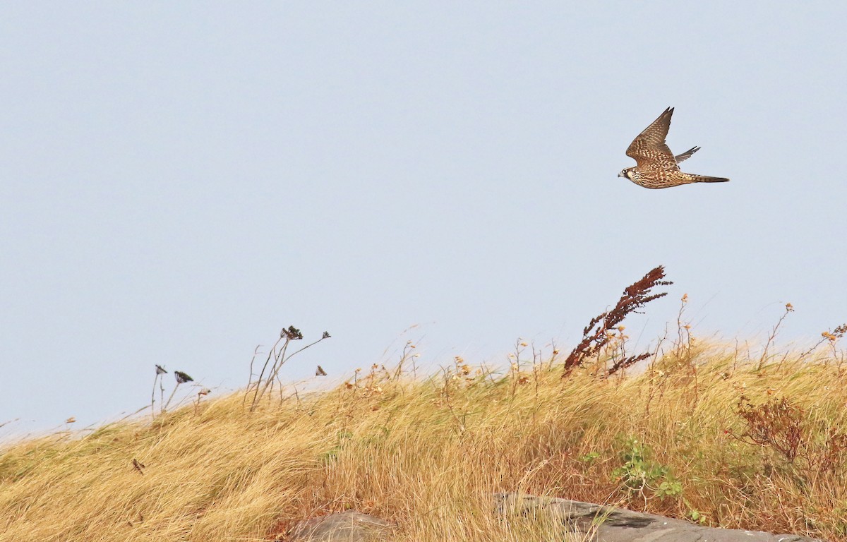 Peregrine Falcon - Jeremiah Trimble