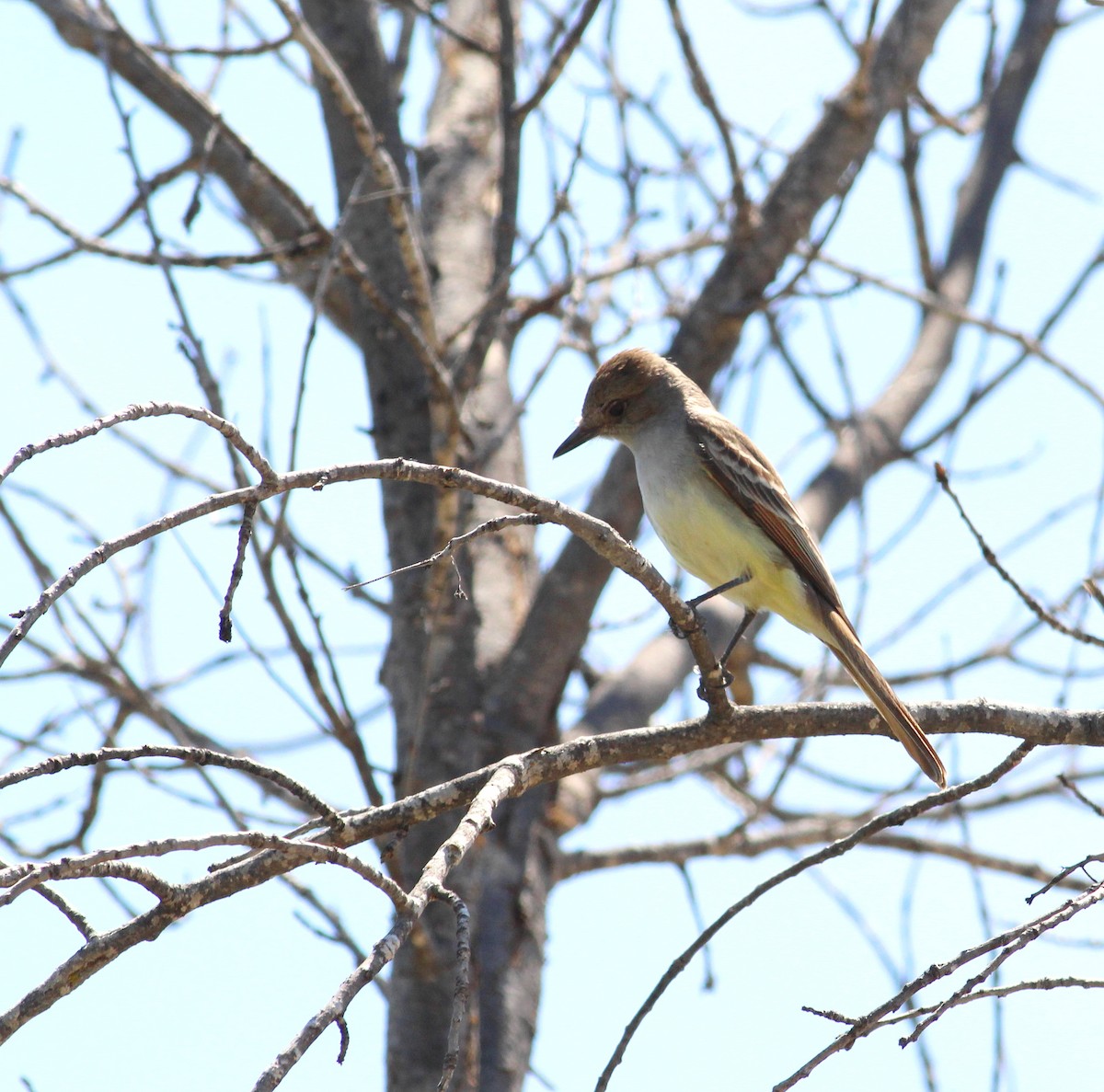 Ash-throated Flycatcher - ML28621591