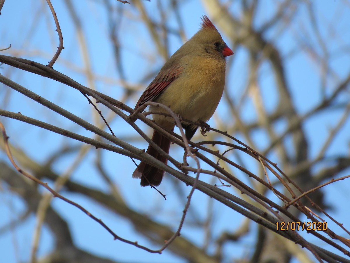 Cardinal rouge - ML286217521