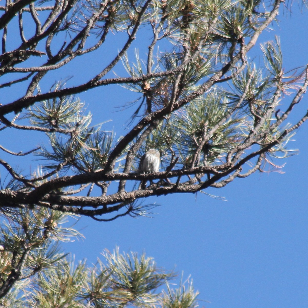 Northern Pygmy-Owl (Mountain) - ML286217581