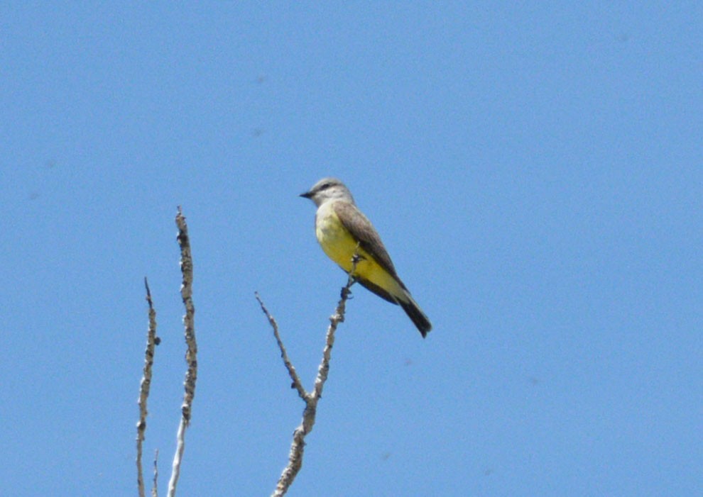 Western Kingbird - ML28621971