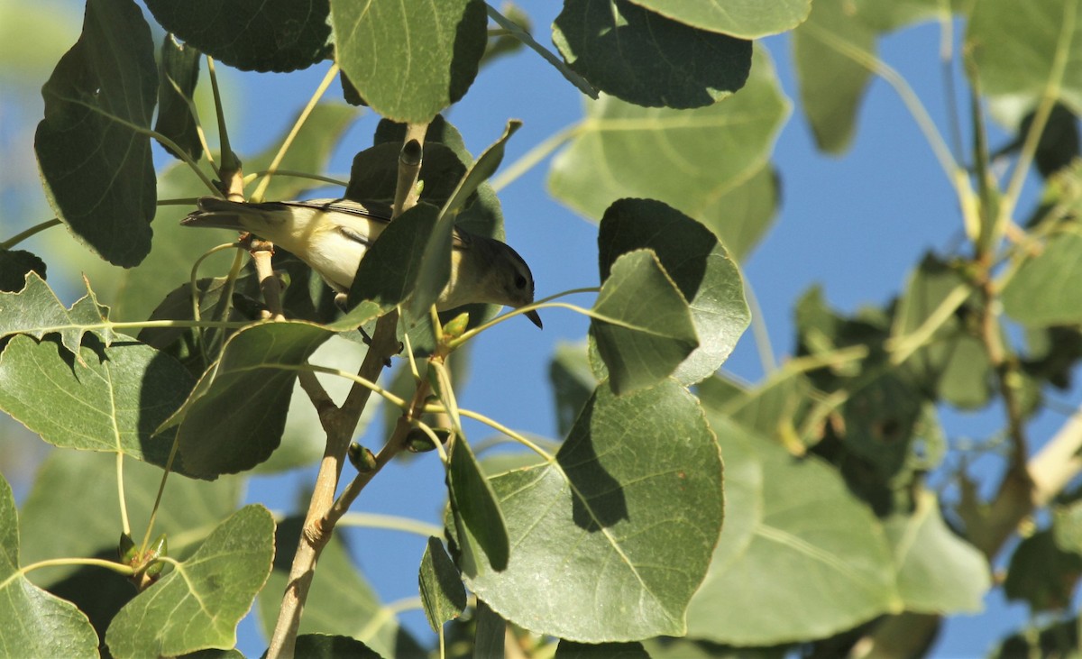 Warbling Vireo - Kendall Watkins