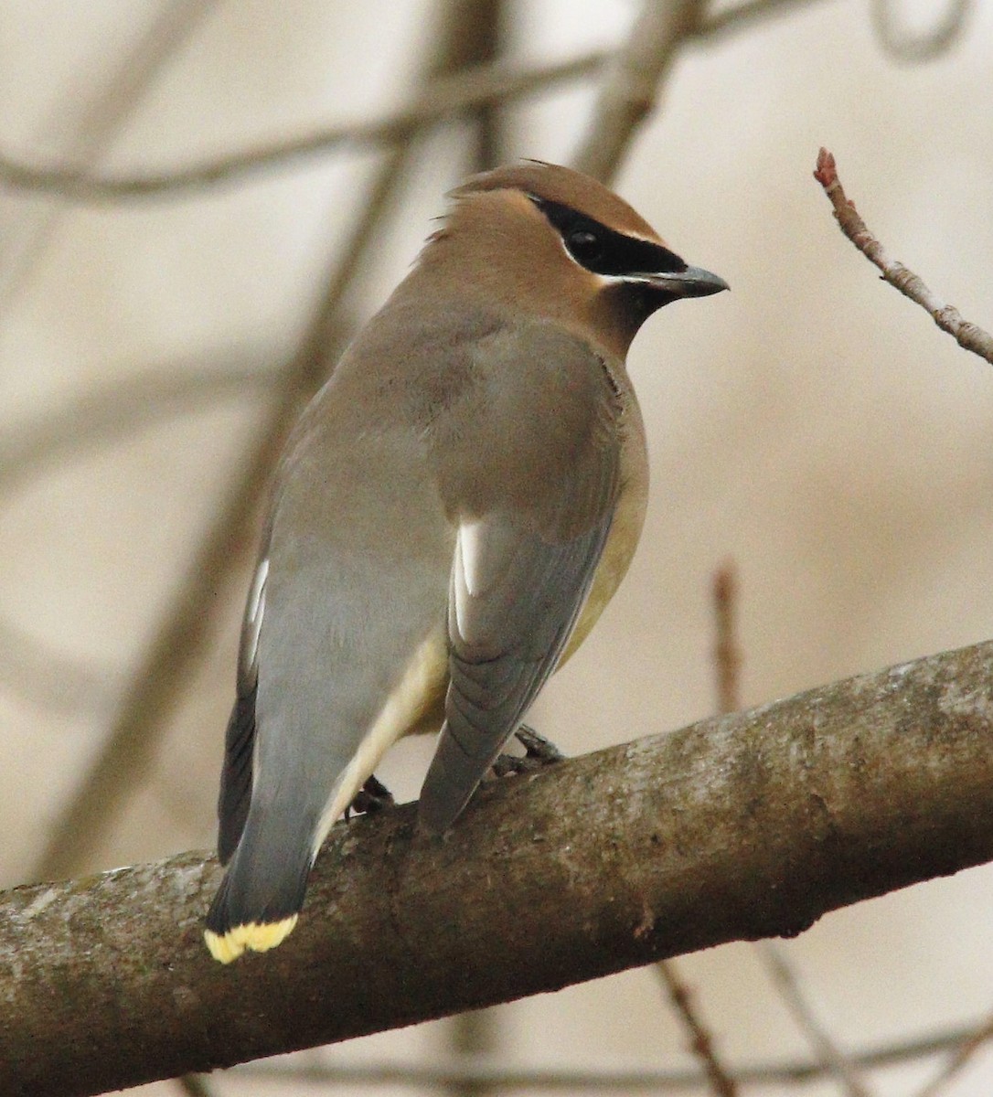 Cedar Waxwing - ML286221471