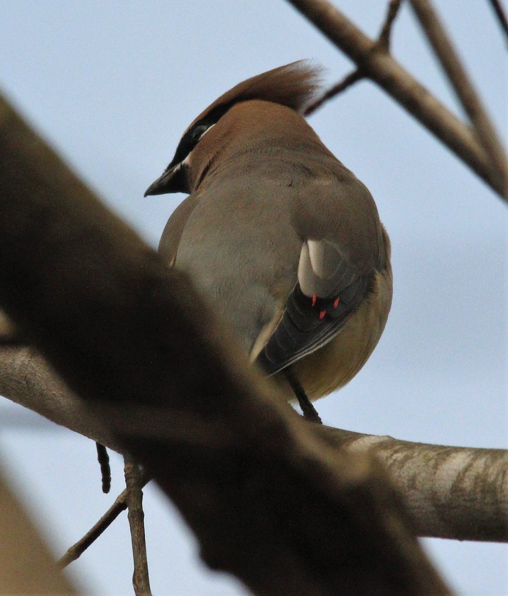 Cedar Waxwing - ML286221491