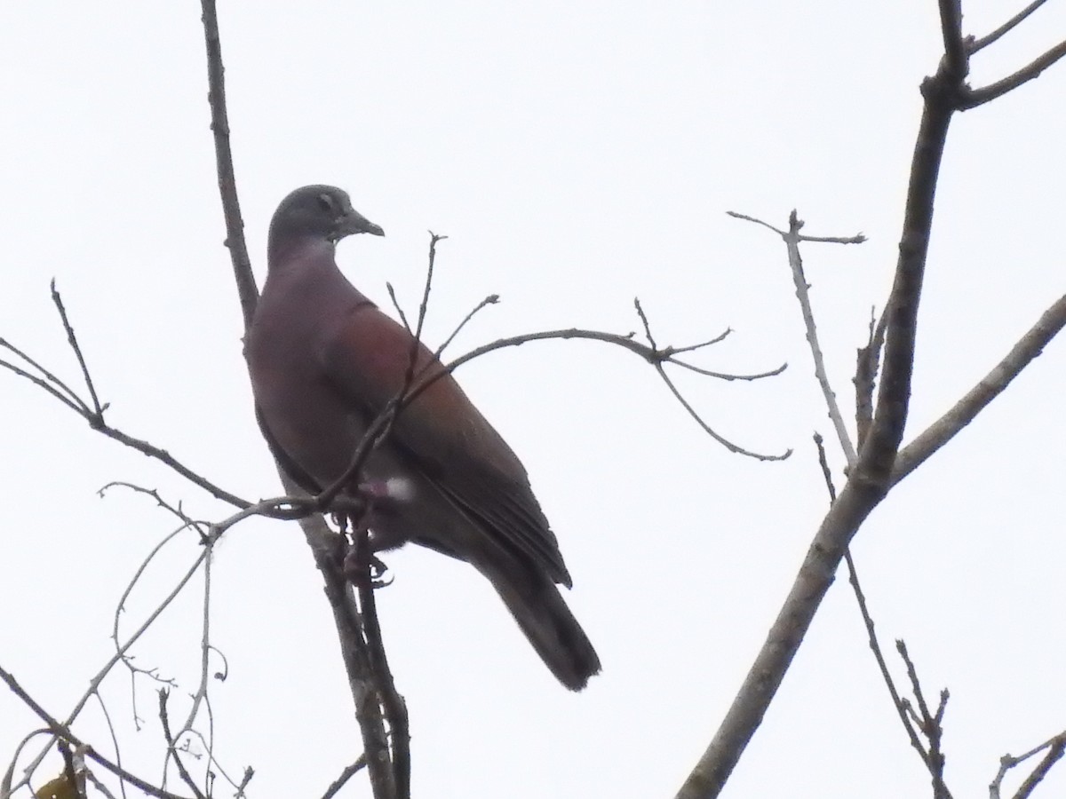 Pale-vented Pigeon - ML286222021