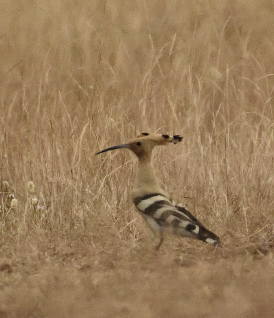 Eurasian Hoopoe - ML286222791