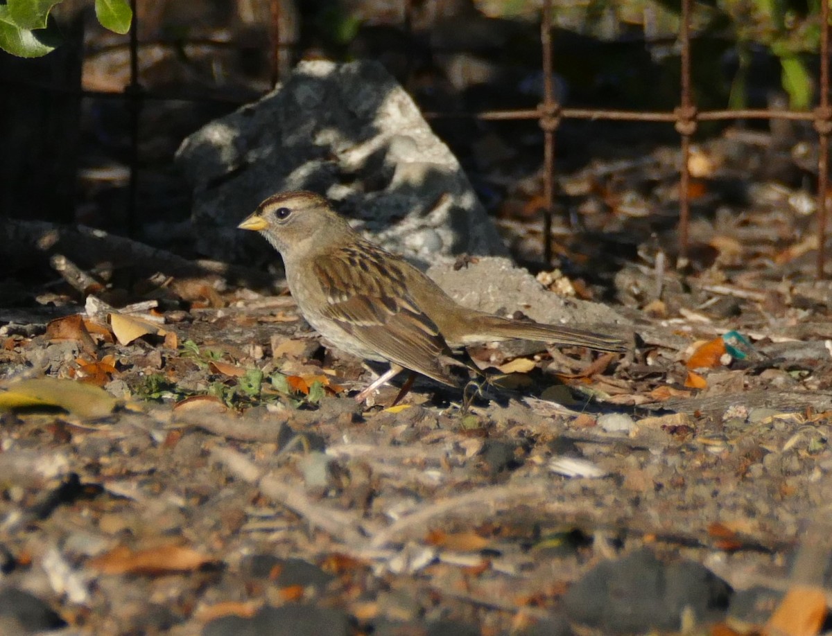 White-crowned Sparrow - ML286222971