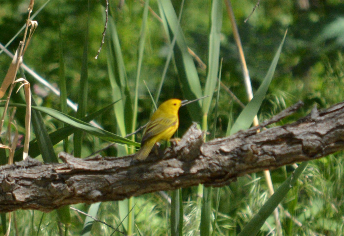 Yellow Warbler - Hal Robins