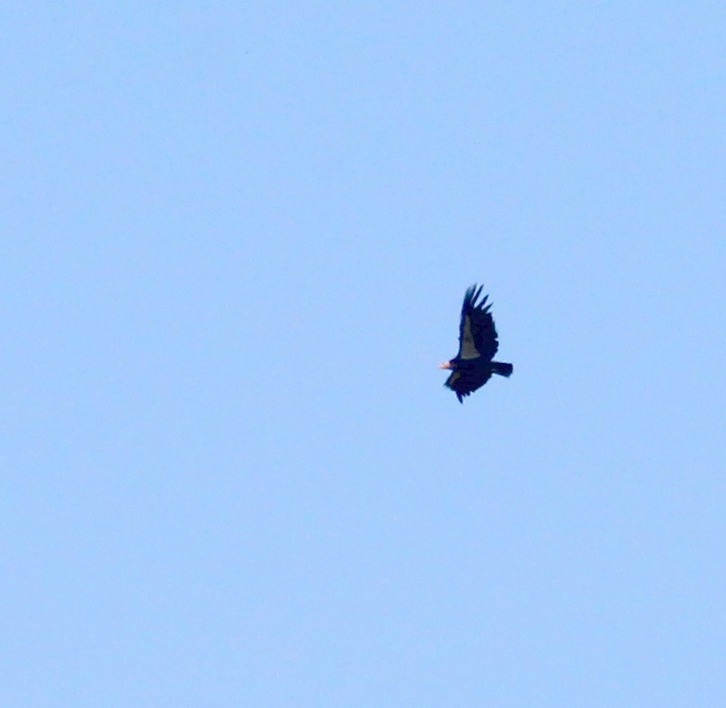 Condor de Californie - ML28622591