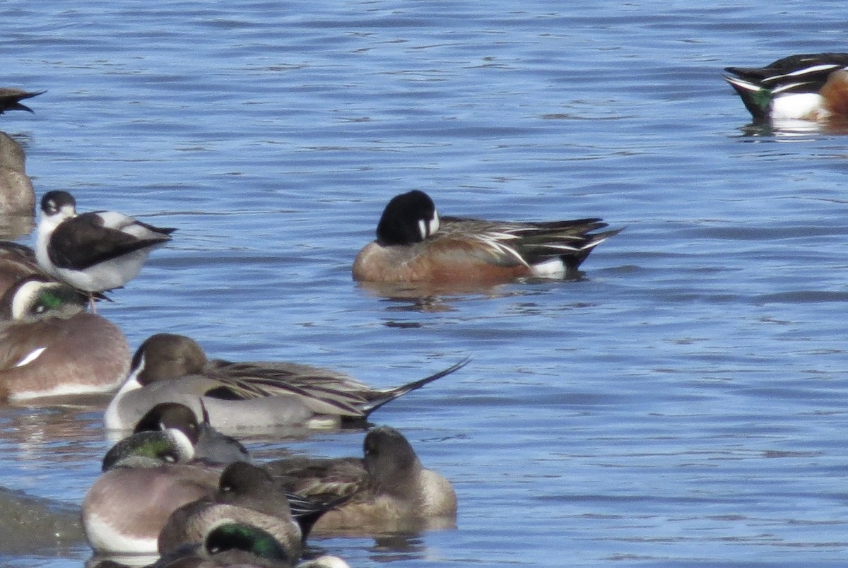 Hybride Canard souchet x C. d'Amérique - ML286226731