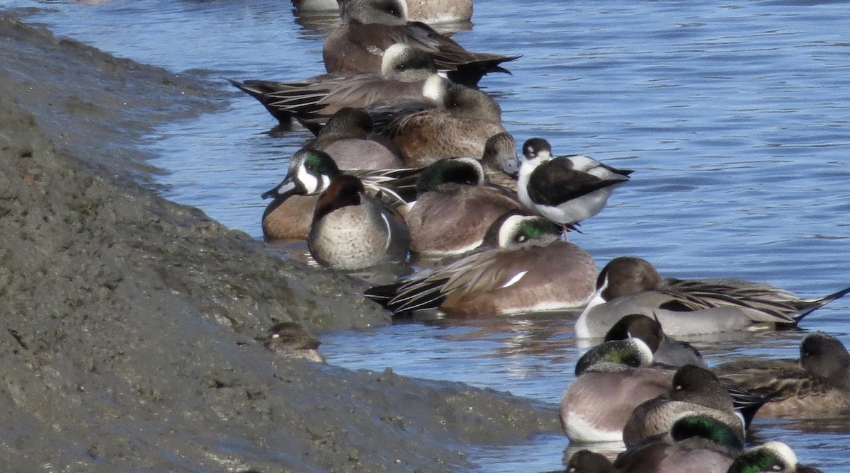 Hybride Canard souchet x C. d'Amérique - ML286226761