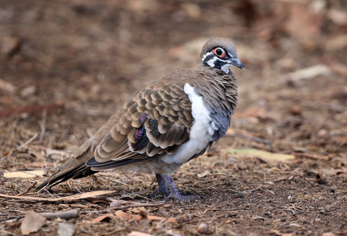 Squatter Pigeon - ML286227361