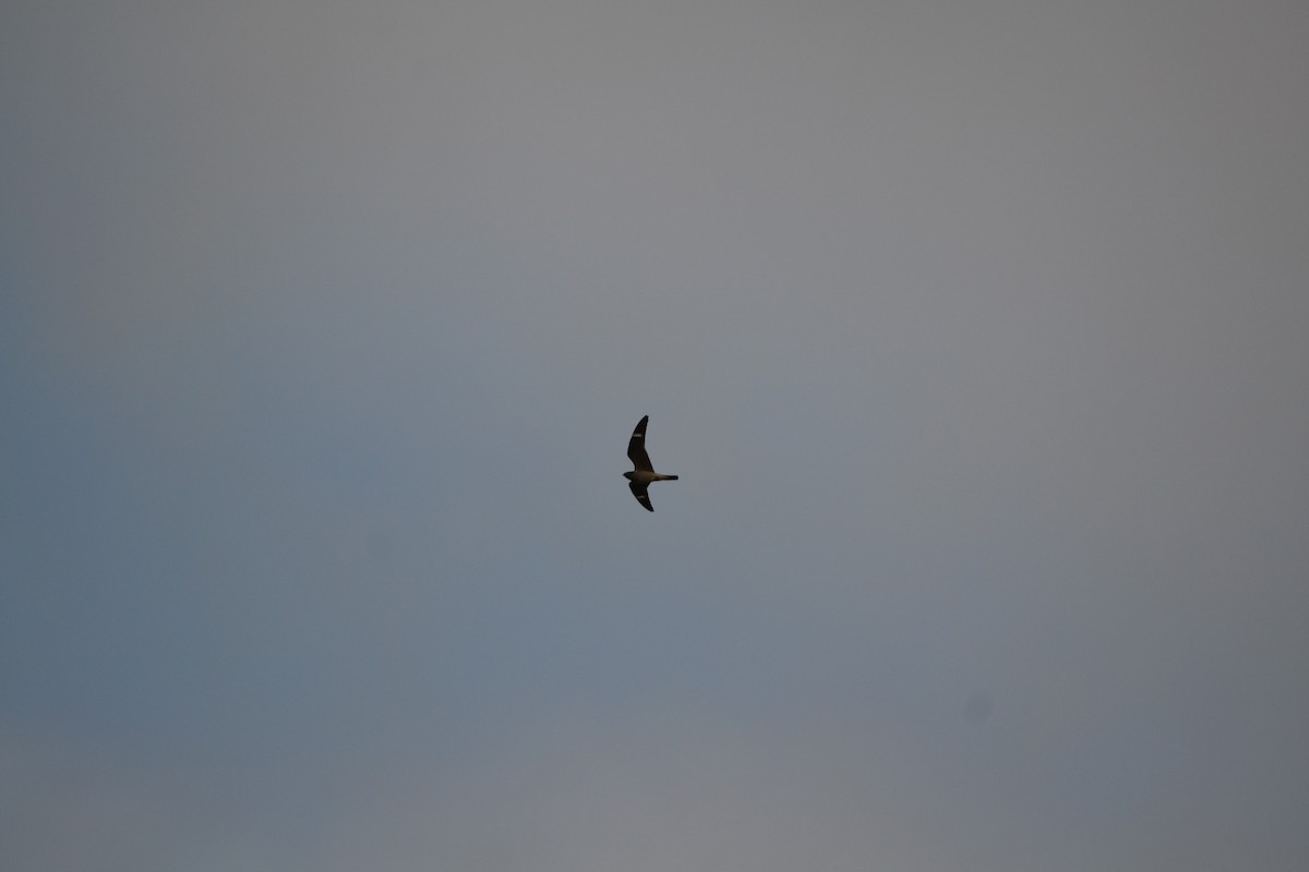 Common Nighthawk - ML286228381