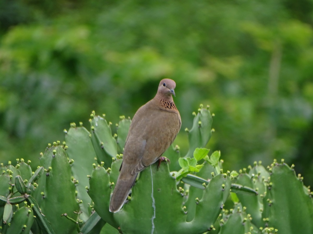 Tórtola Senegalesa - ML286228661