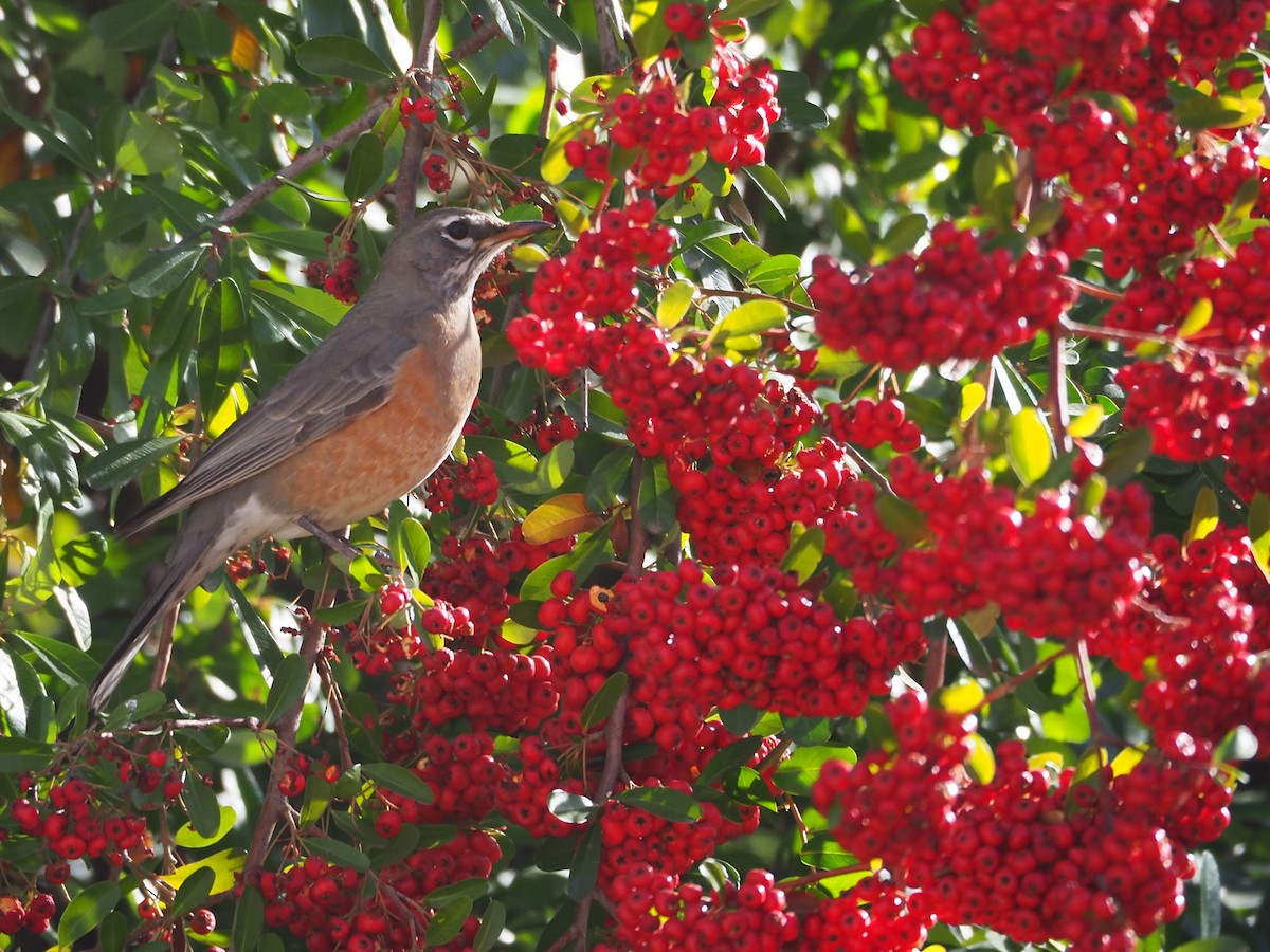 American Robin - ML286228771