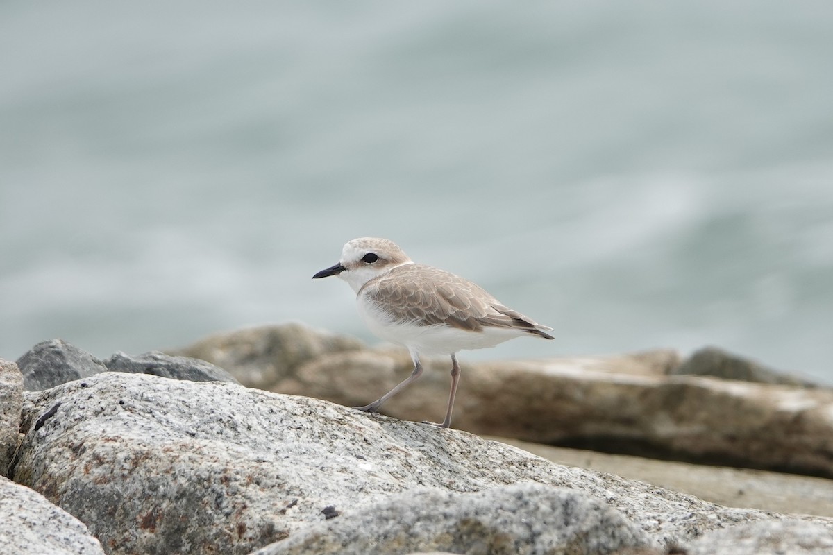 White-faced Plover - ML286229451