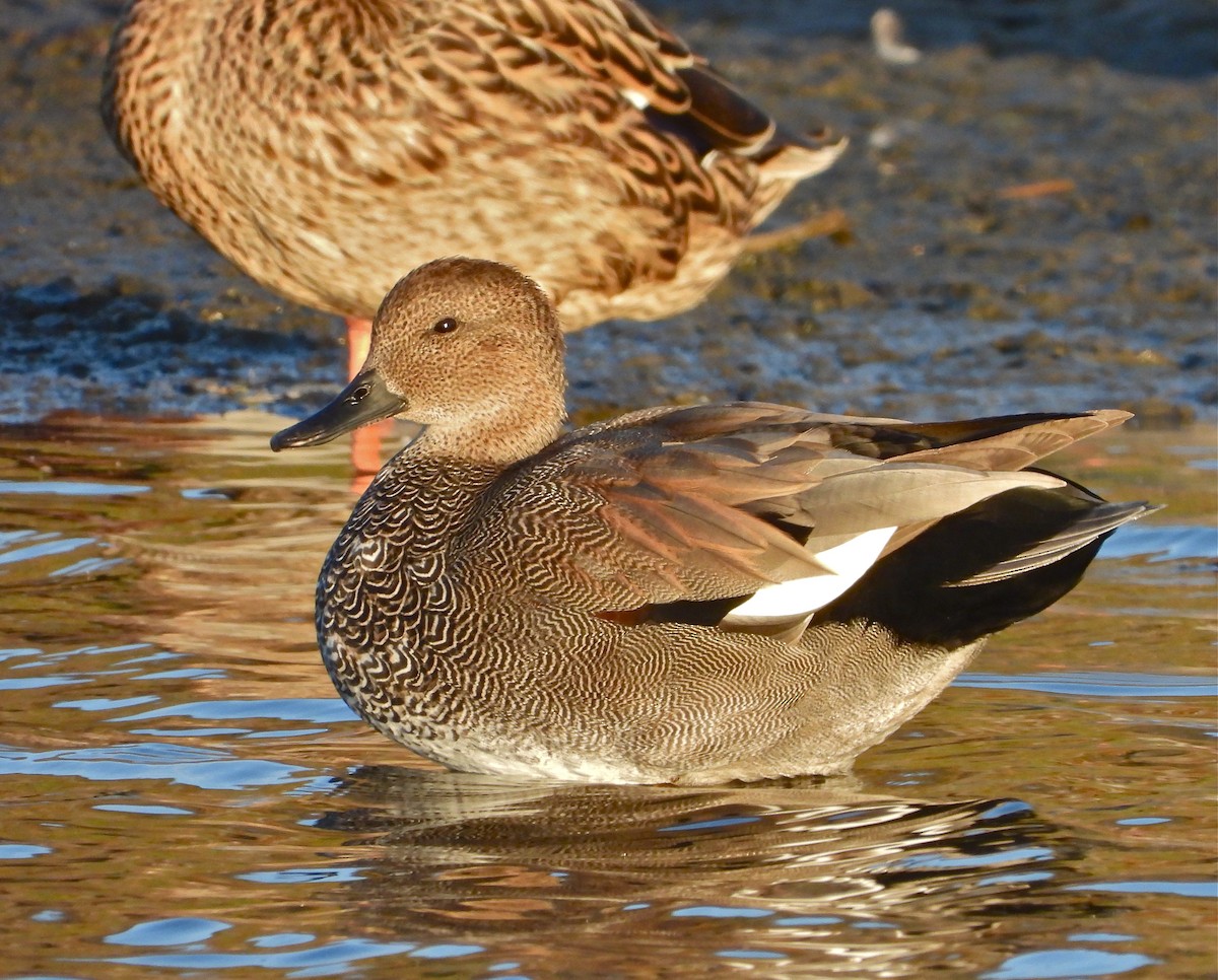 Gadwall - Pair of Wing-Nuts